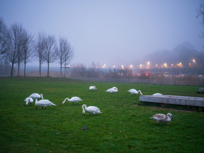 Quai de Cologny, temps de brume